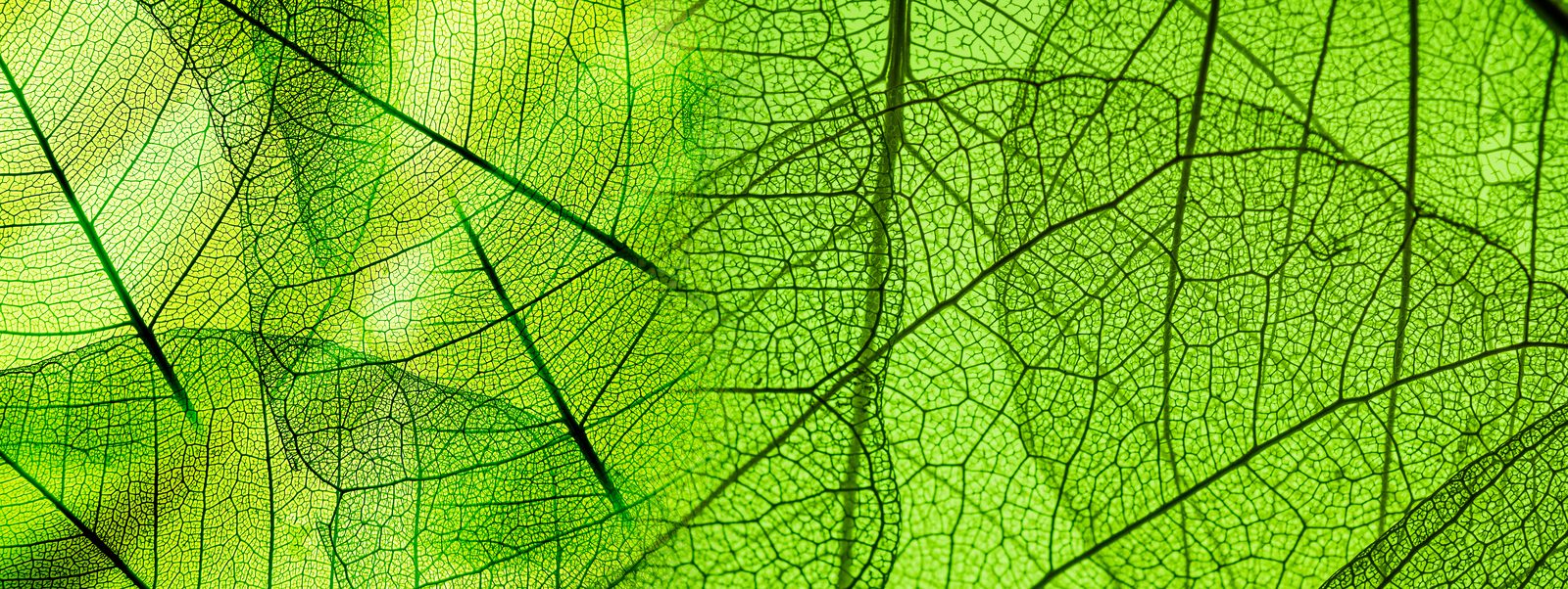 Green leaf illustration symbolising growth in career coaching and psychotherapy